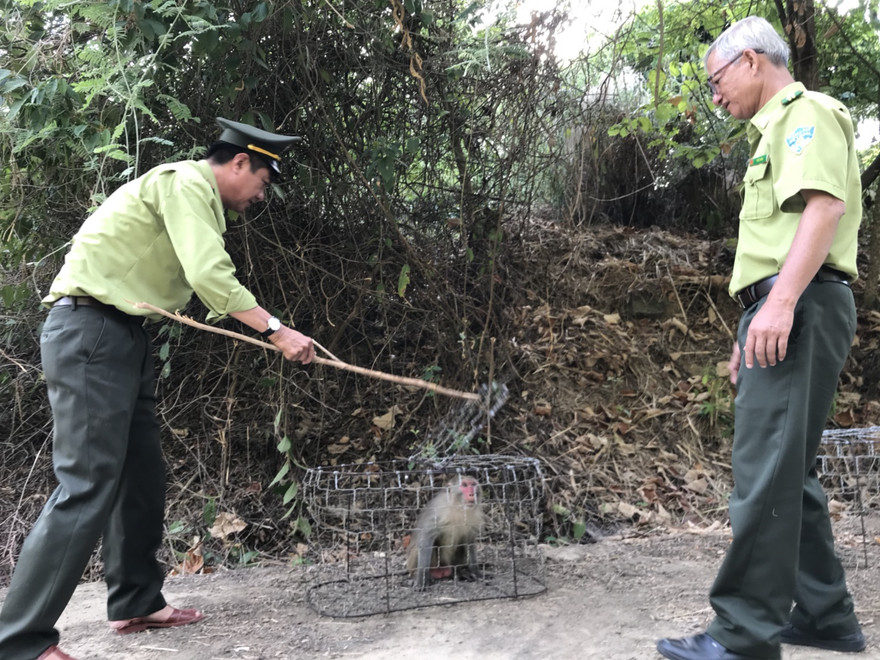 Nhiều cá thể động vật hoang dã ở Bán đảo Sơn Trà bị thương do "dính" bẫy thú được lực lượng kiểm lâm giải cứu, chữa trị và trả về tự nhiên