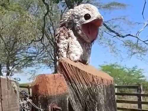 Tưởng mảnh gỗ lạ lùng, người phụ nữ giật mình khi phát hiện chim ma