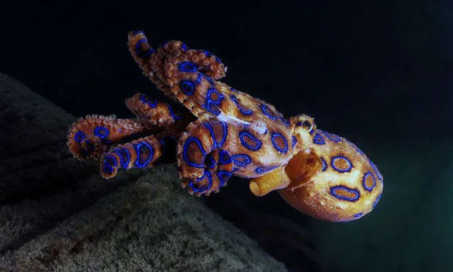 1001 thắc mắc: Vì sao coi Úc là quê hương của các loài rắn độc nhất thế giới?