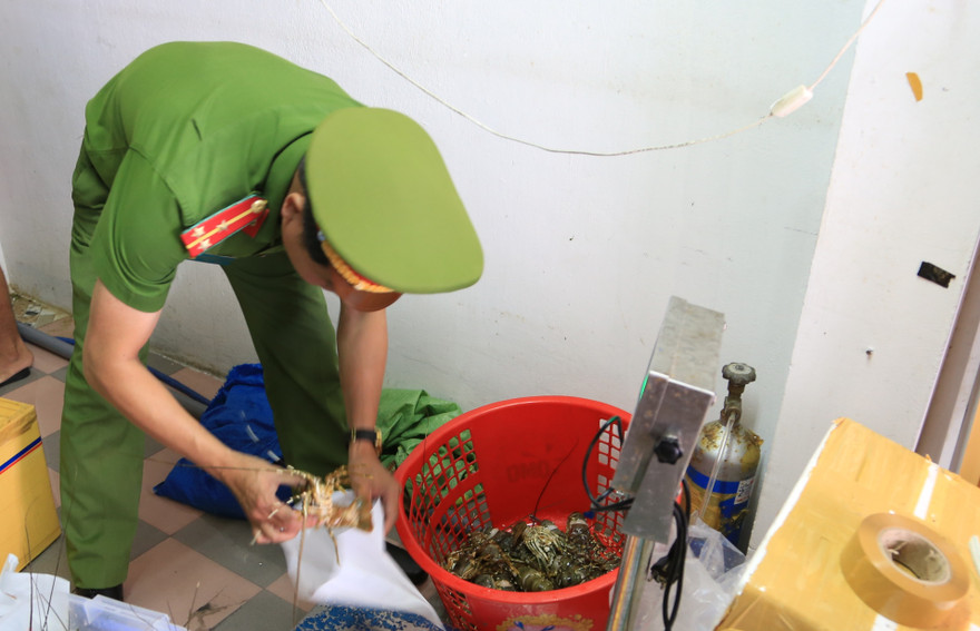 Công an lấy mẫu tôm hùm để kiểm tra làm rõ việc tôm bị bơm tạp chất