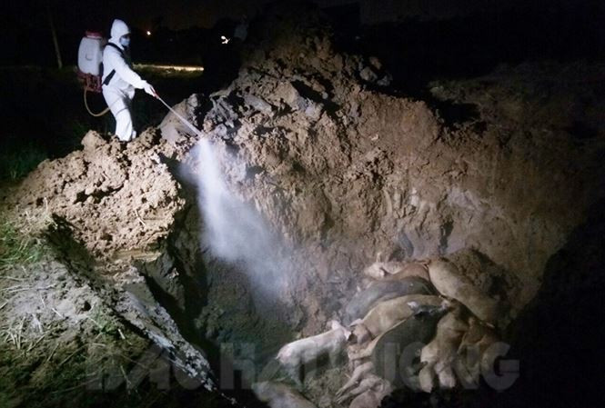 Tiêu hủy lợn bị bệnh dịch tả lợn châu phi tại Hải Dương.