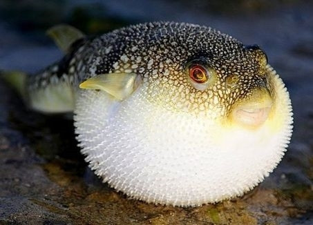 Cá nóc một trong những loại cá chứa độc tố cao. Ảnh: minh hoạ