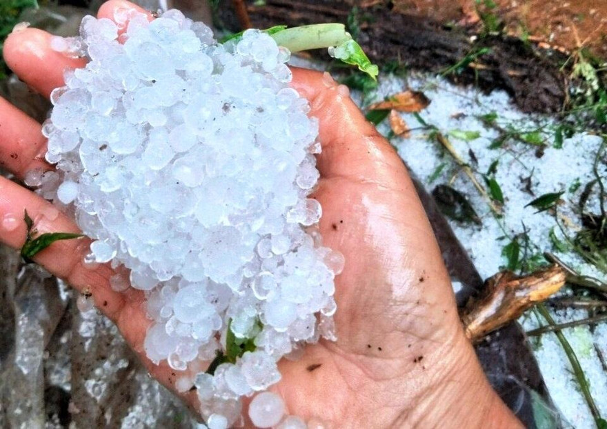 Mưa đá kéo dài suốt 2 giờ đồng hồ khiến nhiều diện tích sâm bị hư hại.