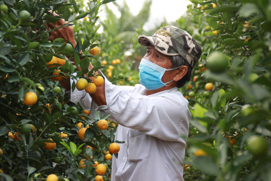 Nhiều chủ vườn vẫn nhấp nhổm khi vào vụ quất Tết nhưng lượng khách đến đặt mua không nhiều. ảnh H. Văn