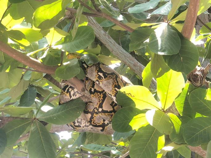 Con trăn gấm quý hiếm được phát hiện trong sân trường.