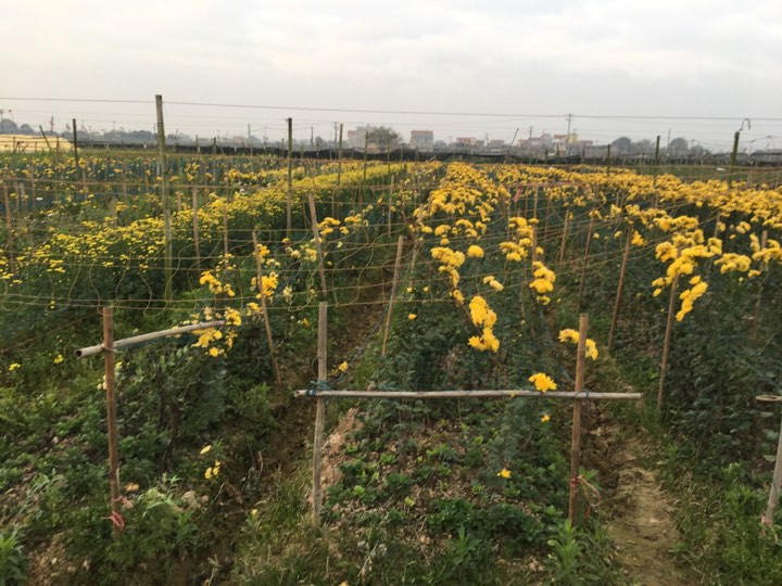 Giá hoa rẻ, nhiều người nông dân để hoa héo không thu hoạch. Ảnh: Đ. H