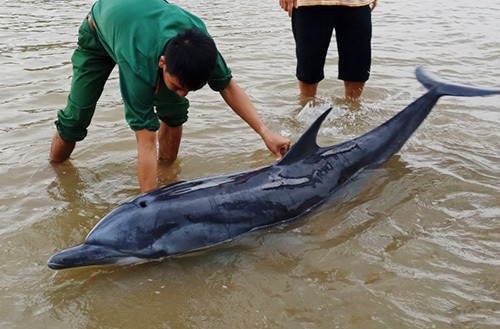 Con cá heo bị mắc cạn. Ảnh: Đồn biên phòng Cửa Đại.