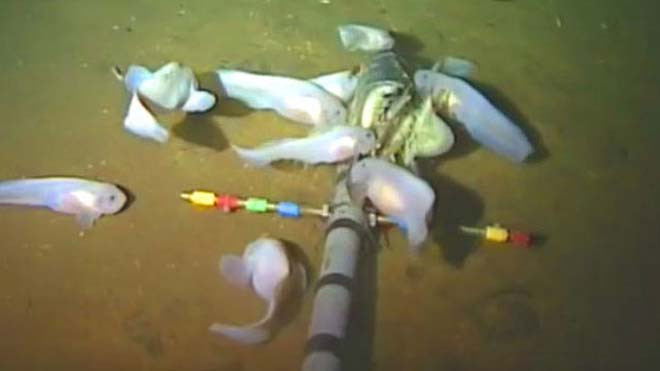 Bầy cá hồi Mariana được ghi hình tại vực Mariana.