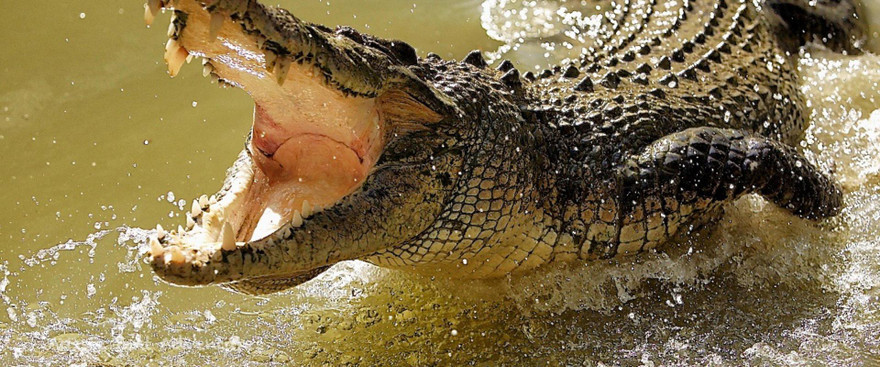 1001 thắc mắc: Loài nào có thể sống tới 2.000 năm nếu được cung cấp đủ thức ăn?