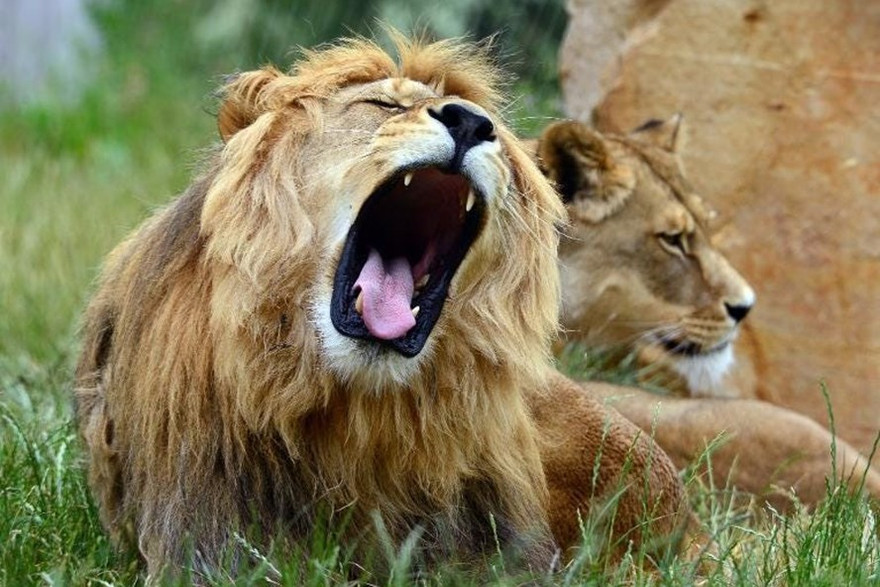 1001 thắc mắc: Những sự thật gây sốc về loài sư tử mà bạn không ngờ tới