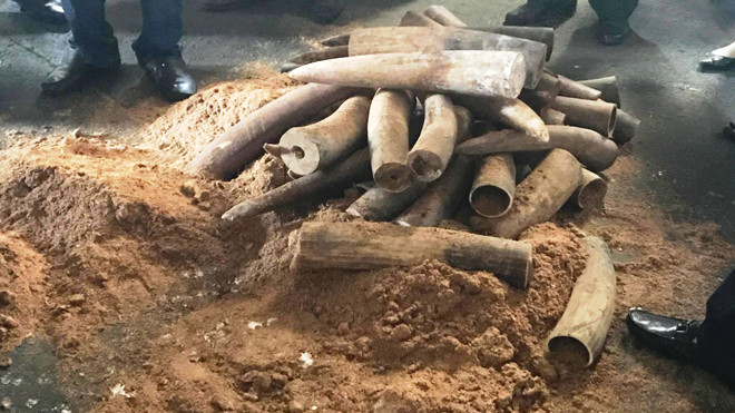 Ngày 6/9, Chi cục Hải quan cửa khẩu cảng Sài Gòn khu vực 1, phối hợp với các đơn vị liên quan tiến hành khám xét và phát hiện 2 container chứa hơn 1 tấn ngà voi Châu Phi.