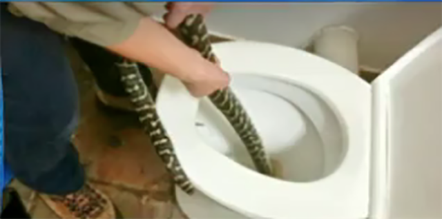 Con trăn lớn nằm gọn trong nhà vệ sinh một người phụ nữ người Australia.
