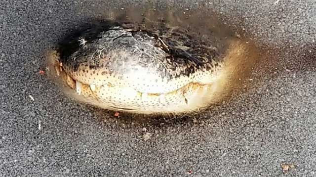 Hiện tượng cá sấu “ngủ đông” kì lạ tại Mỹ khiến nhiều người bất ngờ.