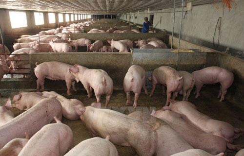 Thịt lợn hơi rớt giá thê thảm.