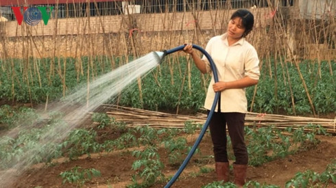 Nắng nóng gay gắt khiến việc sản xuất rau màu gặp khó khăn.
