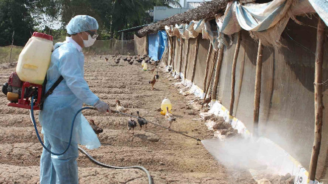 Bộ NN&PTNT phát động tháng tiêu độc, khử trùng nhằm ngăn chặn, tiêu giệt các mầm bệnh cúm gia cầm.