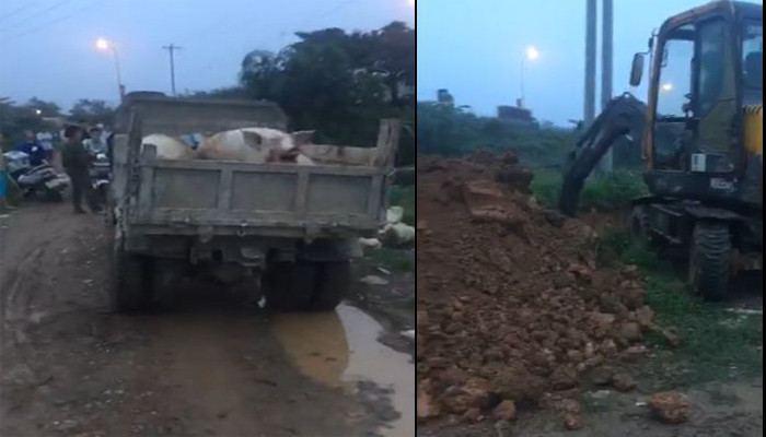 Một số con lợn bị bệnh đang chờ tiêu hủy.