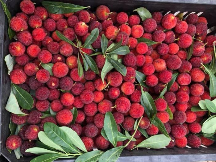 Là loại có có tính giải nhiệt nên khách mua khá nhiều về ăn