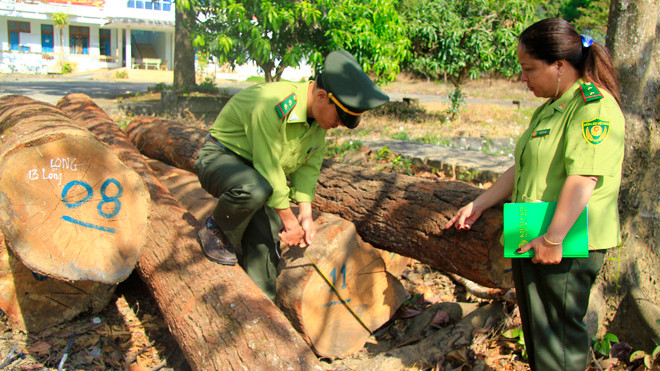  26 lóng gỗ được phát hiện tại huyện Kon Rẫy