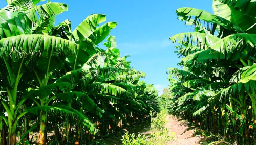 Vườn chuối của HAGL Agrico.