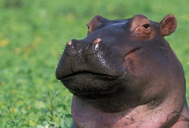 1001 thắc mắc: Hà Mã chế được kem chống nắng?