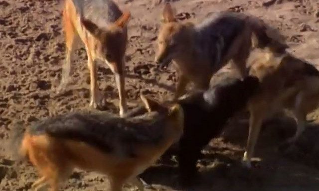 Bầy chó hoang cắn xé chú hải cẩu con.