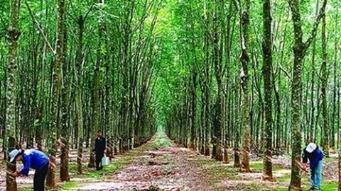 Tập đoàn Cao su VN: Còn 'nợ' 318,7 tỷ đồng sai phạm