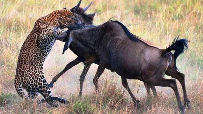  Linh dương đầu bò mẹ húc văng báo hoa mai để giải cứu cho con.