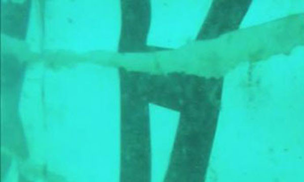 Vật thể được cho là phần đuôi.