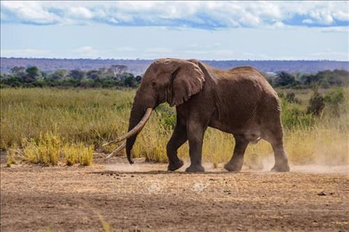 Sốc, voi có thể toát 500 lít mồ hôi mỗi ngày