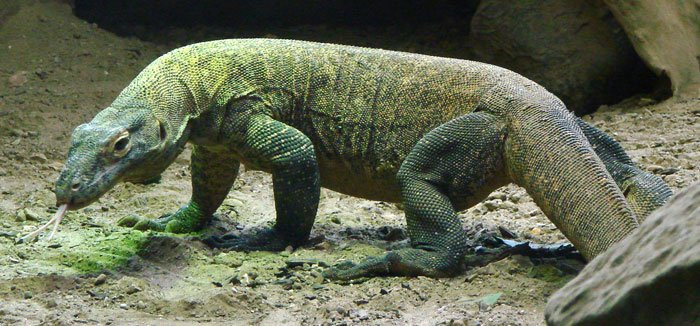 1001 thắc mắc: Vì sao rồng Komodo cái 'đoản mệnh' hơn con đực?