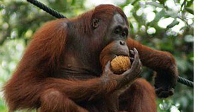 Đười ươi Borneo (Pongo pygmaeus)
