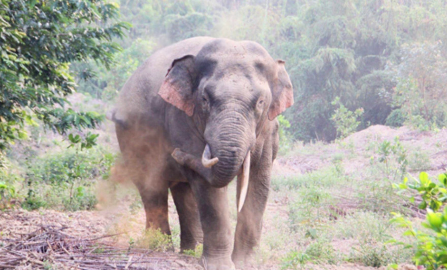 Voi rừng ở Đồng Nai liên tục phá nương rẫy của người dân. Ảnh: Tuệ Mẫn
