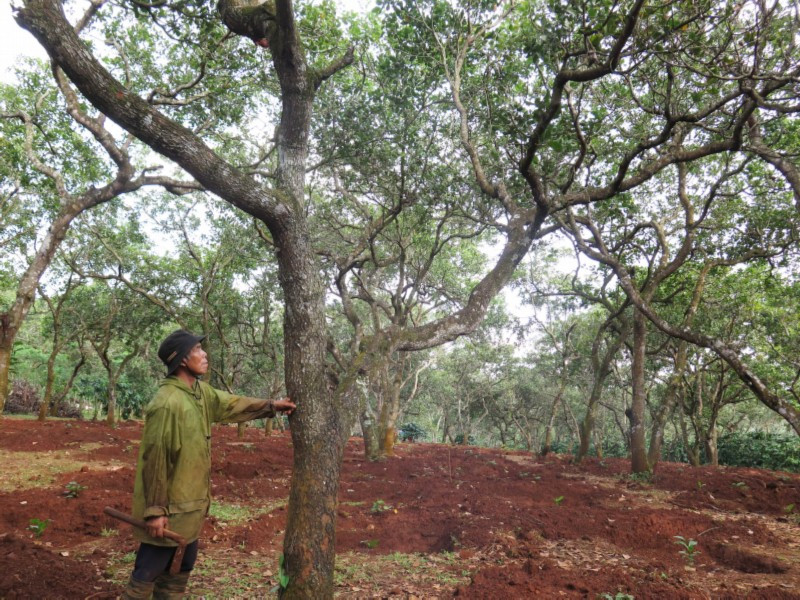 Dân mất mùa vì nhận thuốc trừ sâu hỗ trợ từ chính quyền