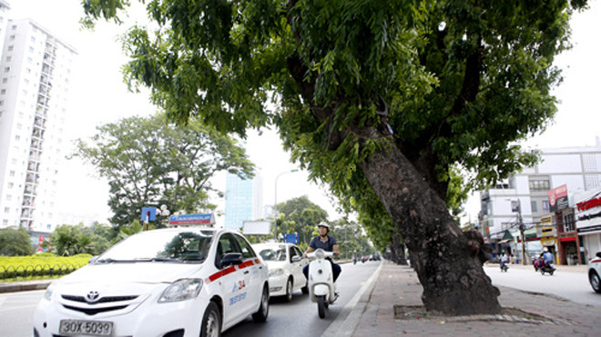 Tại đường Láng, có nhiều cây nghiêng rất nguy hiểm cho người đi đường như cây số 105 trước số nhà 530 Đường Láng. 