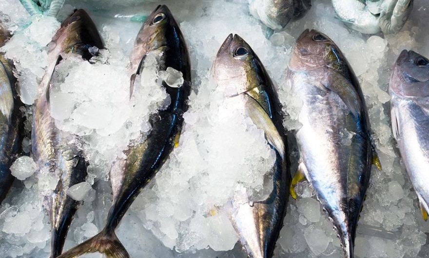 Thiếu công nghệ bảo quản, cá ngừ Việt Nam long đong “xuất ngoại”