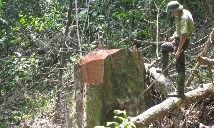 Kiểm lâm huyện Quan Sơn trong một lần kiểm tra rừng. Ảnh: Hoàng Lam.