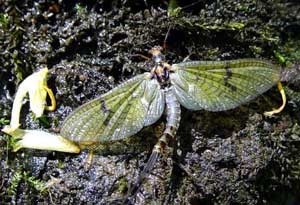 Phù du là loài vật có tuổi thọ ngắn nhất trên trái đất này