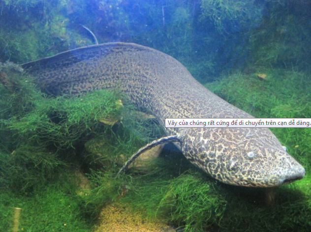 Vây của chúng rất cứng để di chuyển trên cạn dễ dàng.