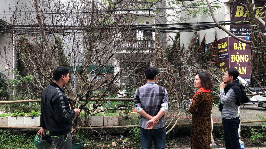 Sơn La nói gì về việc truy xuất nguồn gốc đào rừng khiến hoạt động buôn bán tê liệt?