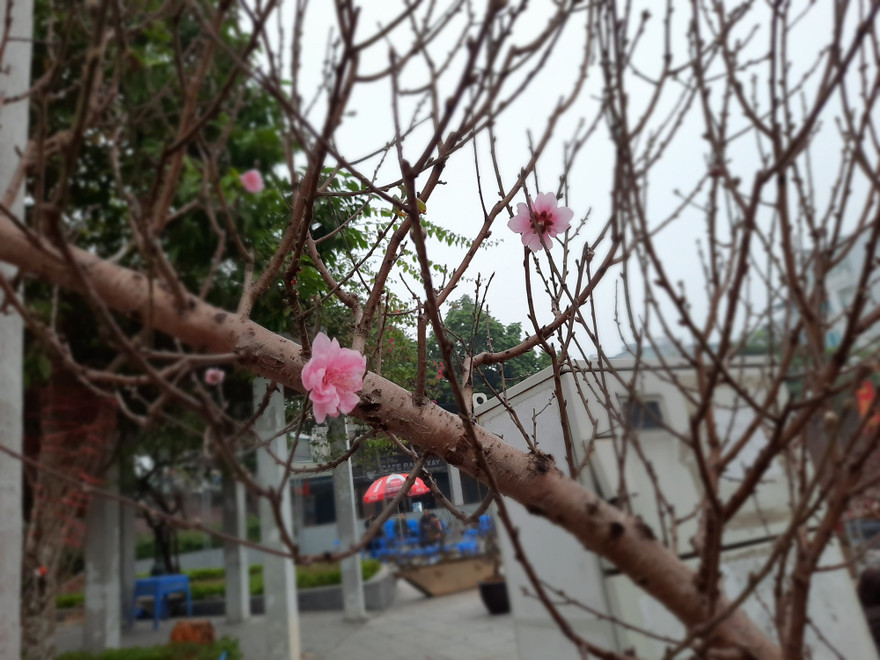 Cận cảnh xe đào dán tem đầu tiên từ Sơn La xuống Hà Nội