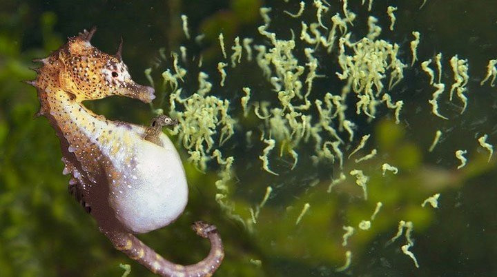 1001 thắc mắc: Tại sao cá ngựa đực lại mang thai?