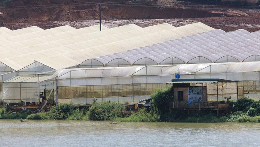 Nhà kính lấn đất lâm nghiệp