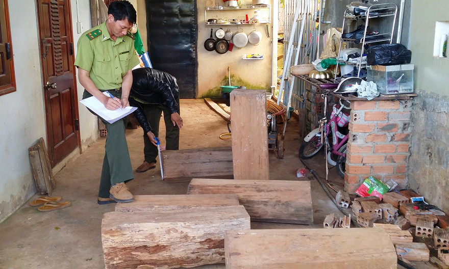 Hạt kiểm lâm kiểm kê số gỗ thông đỏ trong nhà ông Nhẫn.
