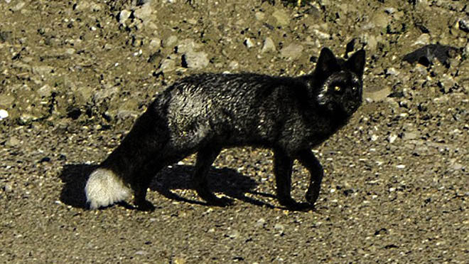 Con cáo đen cực kì hiếm