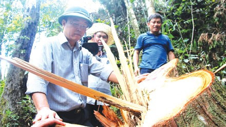 Ông Lê Trí Thanh, Phó Chủ tịch UBND tỉnh Quảng Nam bàng hoàng trước hiện trường Pơmu bị lâm tặc đốn hạ.