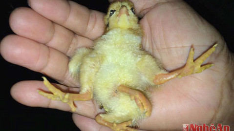 Ảnh Báo Nghệ An