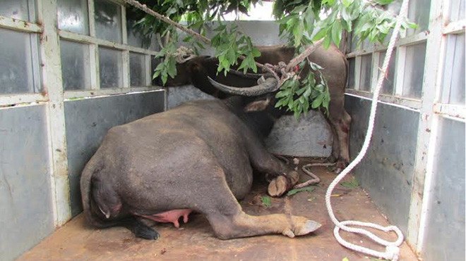 Hai con trâu “điên” bị dính bẫy đầu tiên vào ngày 12.8.