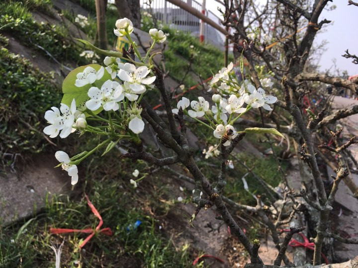  Những cánh hoa lê đẹp mê hoặc người Hà Nội vào dịp sau Tết. Ảnh: Đỗ Hợp