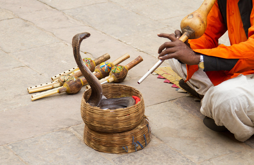 1001 thắc mắc: Vì sao rắn không có tai lại nghe được con người trò chuyện?